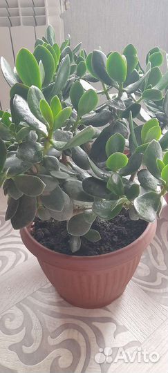 Комнатные цветы