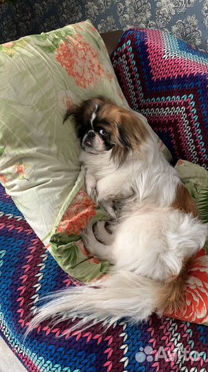 Вязка пекинес