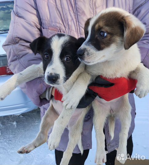 Собака