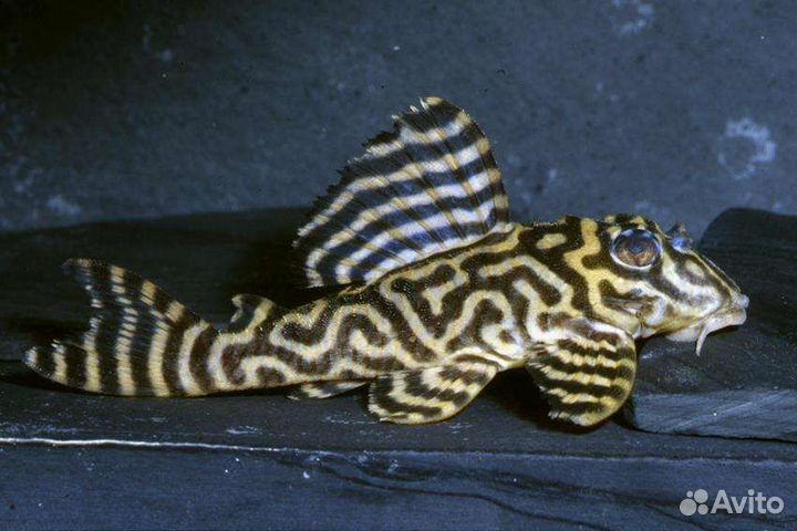 Номерные сомы L