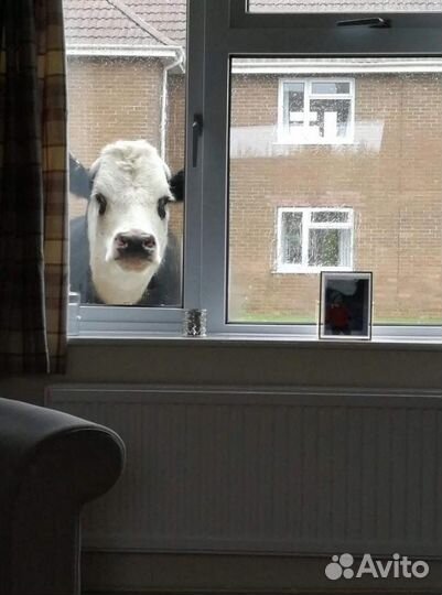 Реставрация и ремонт деревянных евроокон