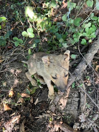 Щенок в добрые руки