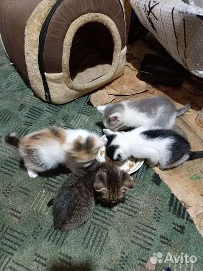 Отдам в добрые руки котят