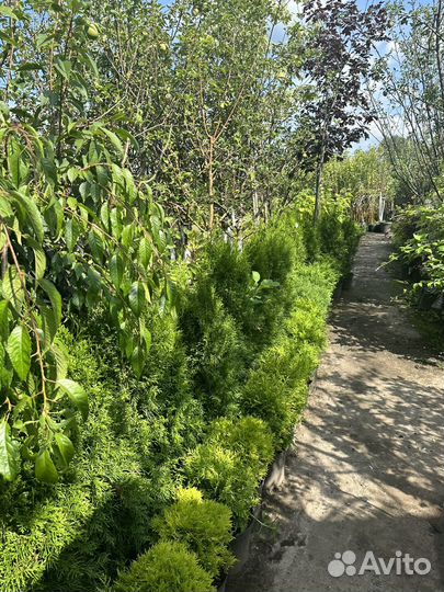 Саженцы И крупномеры