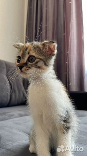 Котенок трехцветный