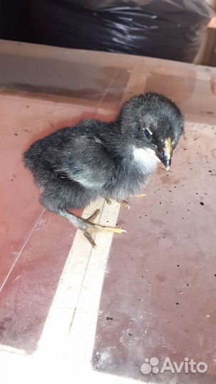 Цыплята брама