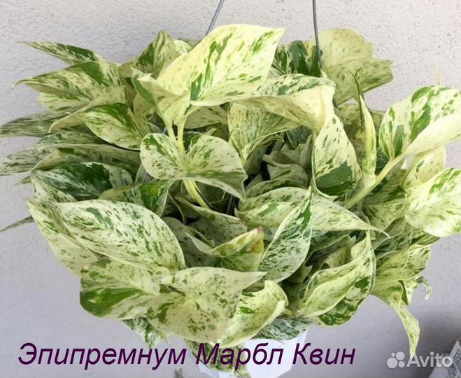 Сциндапсус