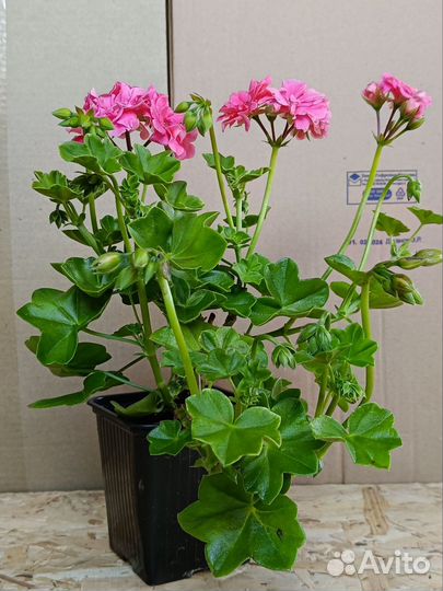 Пеларгония плющелистная ампельная герань
