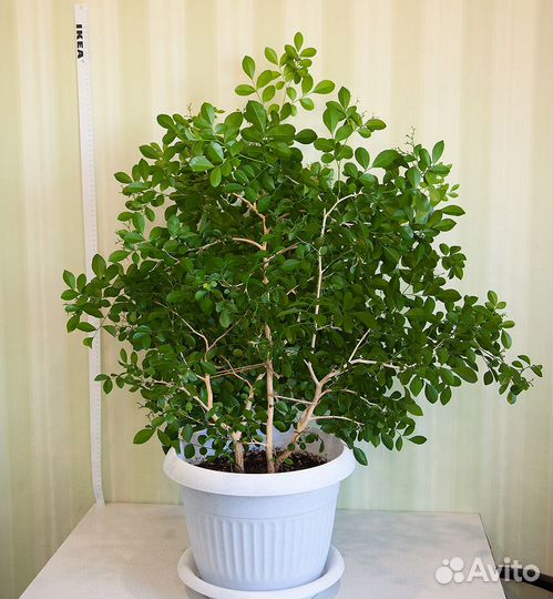 Огромная взрослая мурайя