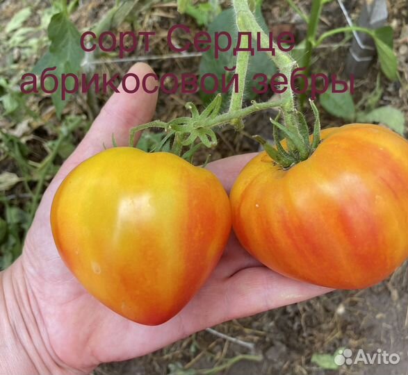 Семена из частной коллекции томатов, рассада