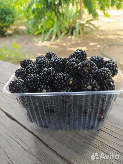 Ежевика Трипл Краун саженцы