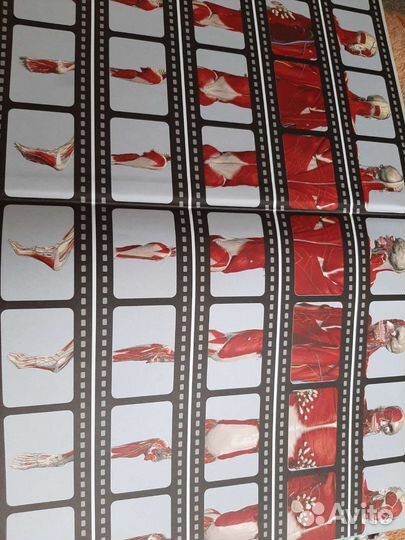 Анатомия человека 360