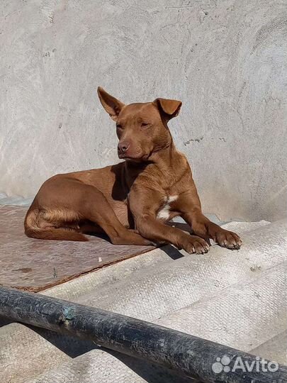 Миниатюрная Бренди ищет семью