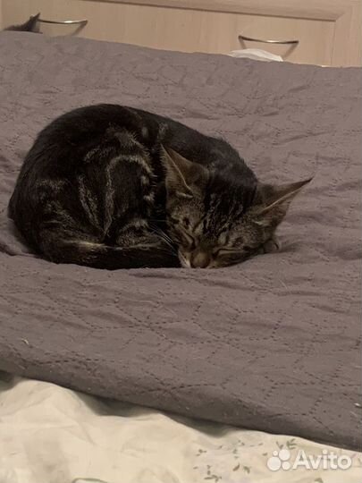 Котенок девочка