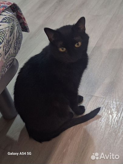 Кошка, возраст до 1 года