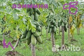 Семена азимины