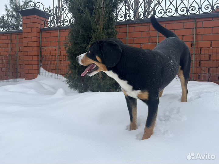 Энтлебухер зенненхунд, вязка, кобель