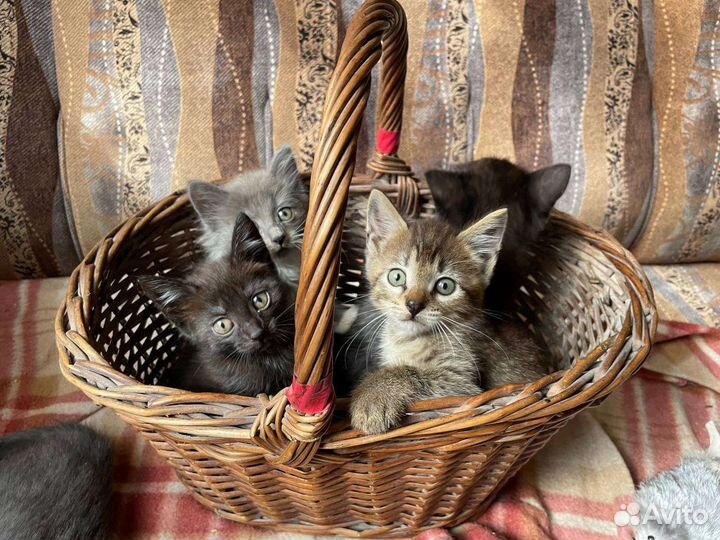 Котята в добрые руки