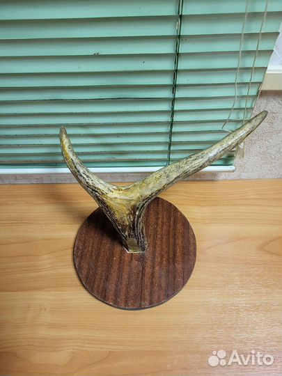 Лосиные рога