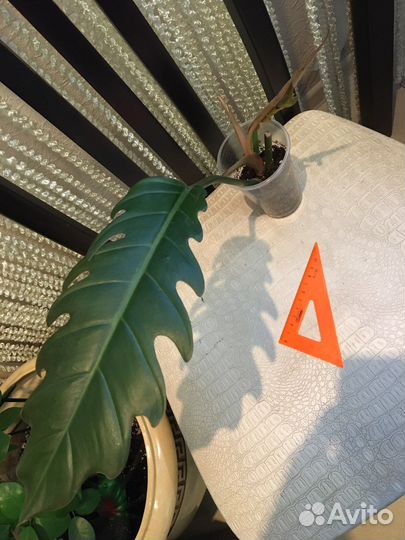 Филодендроны сортовые