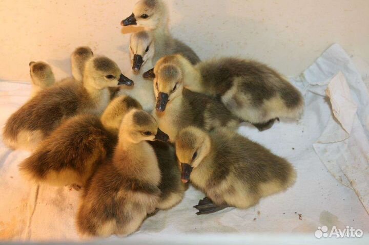 Гуси утки индоутки иуларды