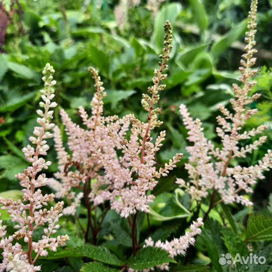 Многолетник Астильба