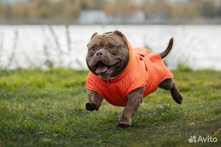 Американский булли вязка