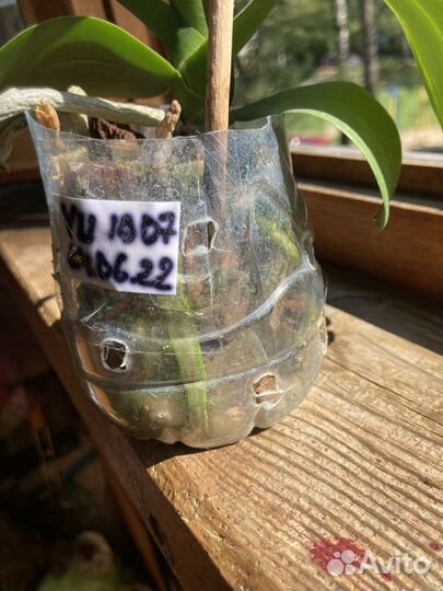 Орхидея фаленопсис