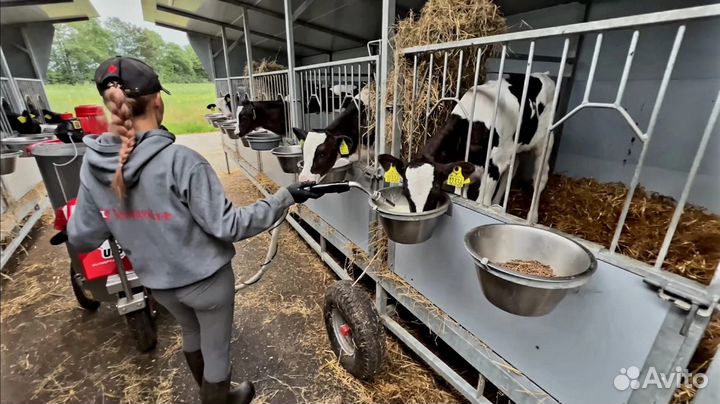 Бычки для окорма