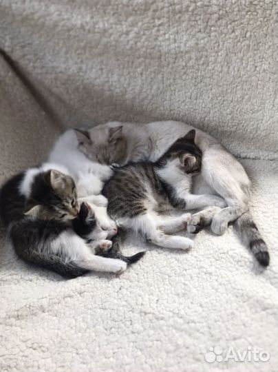 Котята в добрые руки