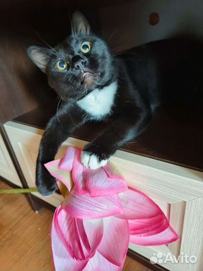 Черный кот в дар