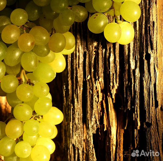 Виноград для сока тех. сортов