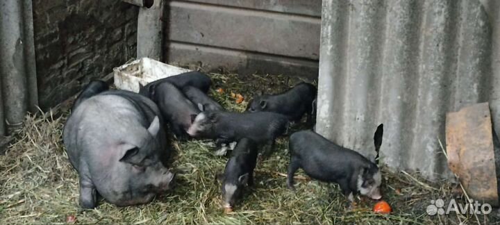 Вьетнамск вислобрюхий поросенок