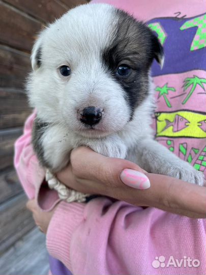 Отдам щенят В добрые руки