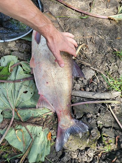 Участок 7 га (СНТ, ДНП)