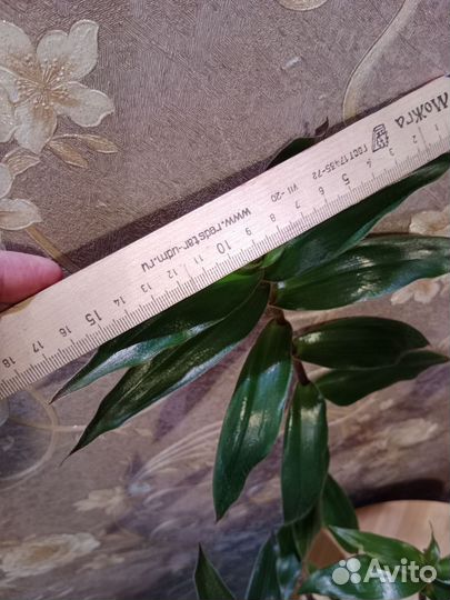 Традесканции. Коммелиновые. Излишки. Cyanotis