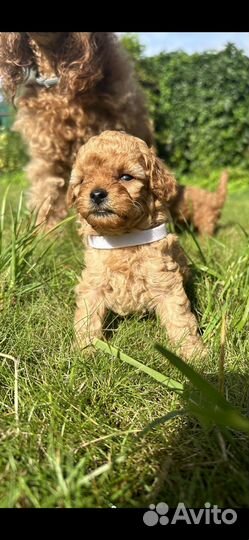 Щенки той пуделя