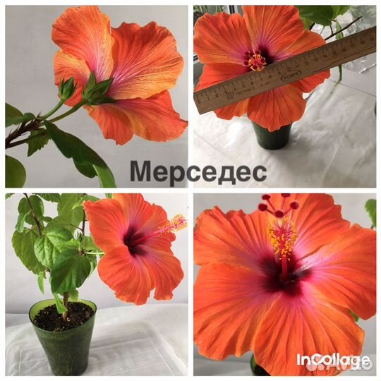 Гибискусы сортовые