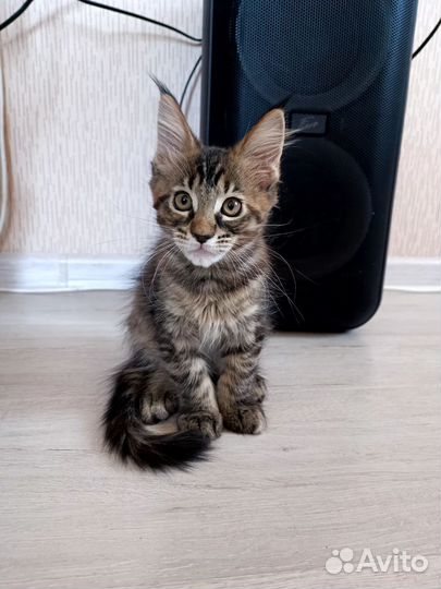 Котята мейн-кун