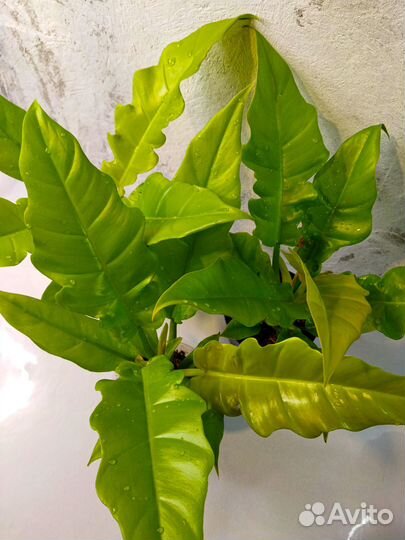 Филодендрон Золотой Крокодил