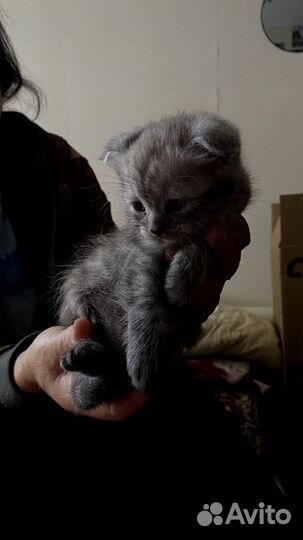 Котёнок, мальчик