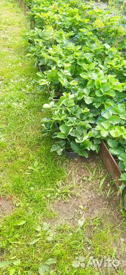 Рассада сортовой клубники