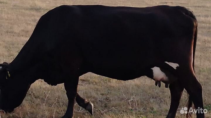 Корова дойная