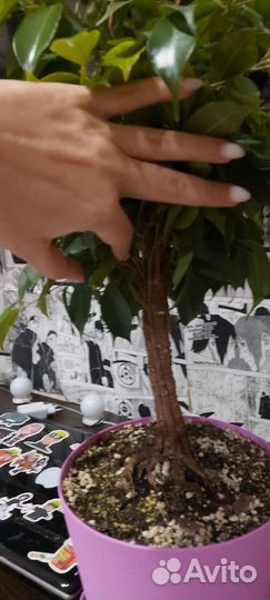 Фикус бенджамина