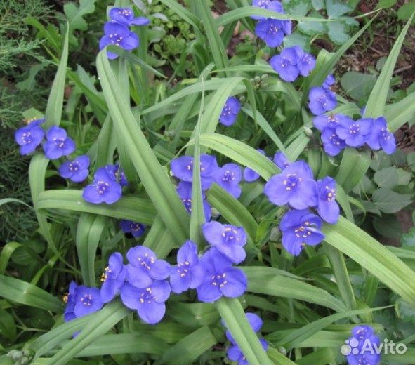 Жасмин,Ирга,Традесканция,Войлочная вишня