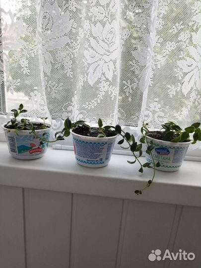 Гипоцирта (нематантус)