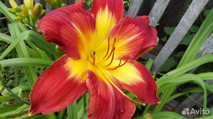 Лилейники сортовые и ирис