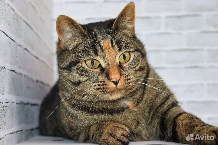 Кошка в дар