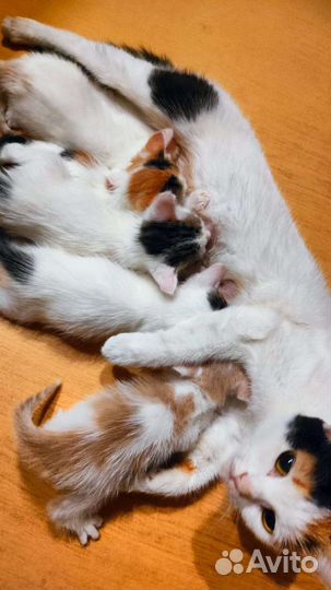 Котятки в добрые ручки