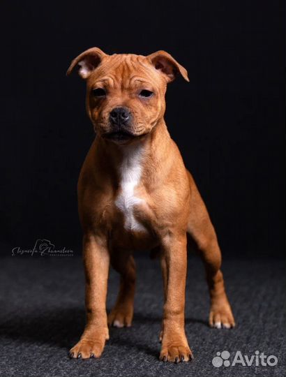 Щенок стаффордширского бультерьера
